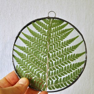 Herbarium fern glass frame, Pressed Fern frame, Green fern in round glass frame, herbarium, real plant, Nature lover present,from Slovenia image 9