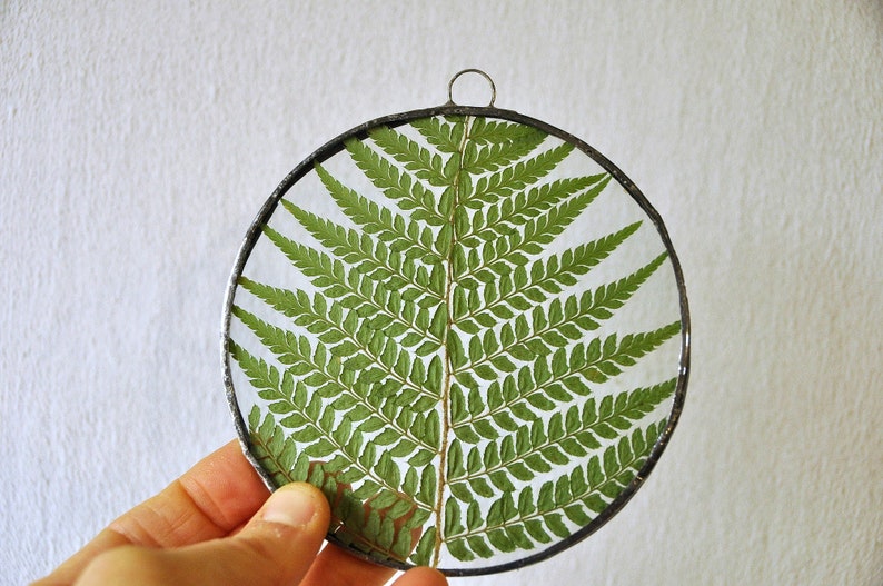 Herbarium fern glass frame, Pressed Fern frame, Green fern in round glass frame, herbarium, real plant, Nature lover present,from Slovenia image 9