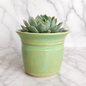 May include: A light green ceramic planter with a flared rim and vertical ribbed texture on the lower body. The pot contains a single, symmetrical succulent plant with thick, pointed, pale blue-green leaves arranged in a tight, circular rosette pattern.