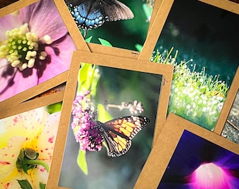 Photographic Greeting Cards / Butterfly Photography / Nature Photo / Macro Photo