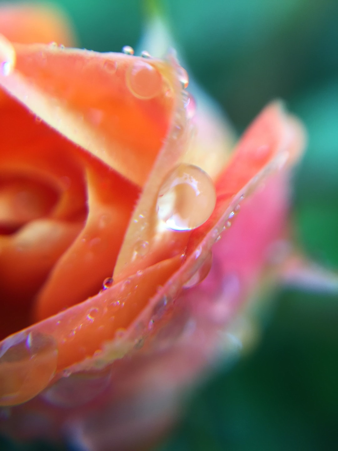 Rose Photography / Coral Rose / Wall Decor / Photograph / Macro Rose