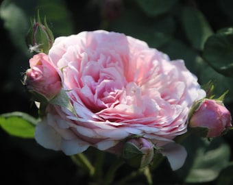 Pink Rose Photography / Romantic Rose Photo / Rose Photo /  Nature Photography / Pink Rosebud