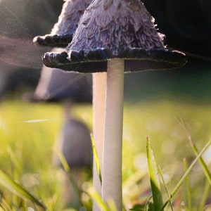 May include: Two purple and black mushrooms with white stems growing in a field of green grass.