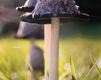 Mushroom photograph / Macro photo / Macro mushroom photography