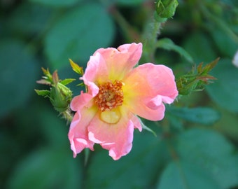 Pink Rose Photography / Romantic Rose Photo / Rose with Dew Drop/ Nature Photography