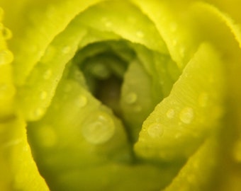 Flower Photography / Macro Photography / Nature Photo / Yellow Flower Art