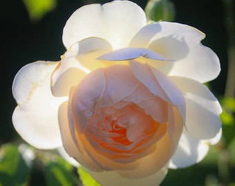 Peach Rose Photography / Romantic Rose Photo / Rose Photo/  Nature Photography