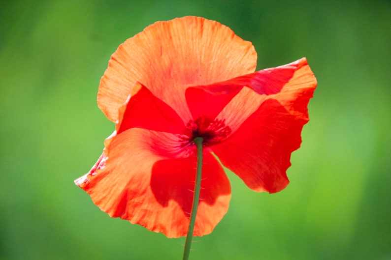 Flower photography / poppy photography / flower canvas /