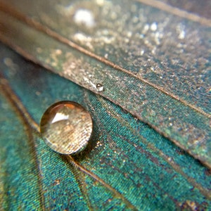 Butterfly wing photography / Macro Butterfly Wing Photo / Dew Drop on Butterfly Wing Photography
