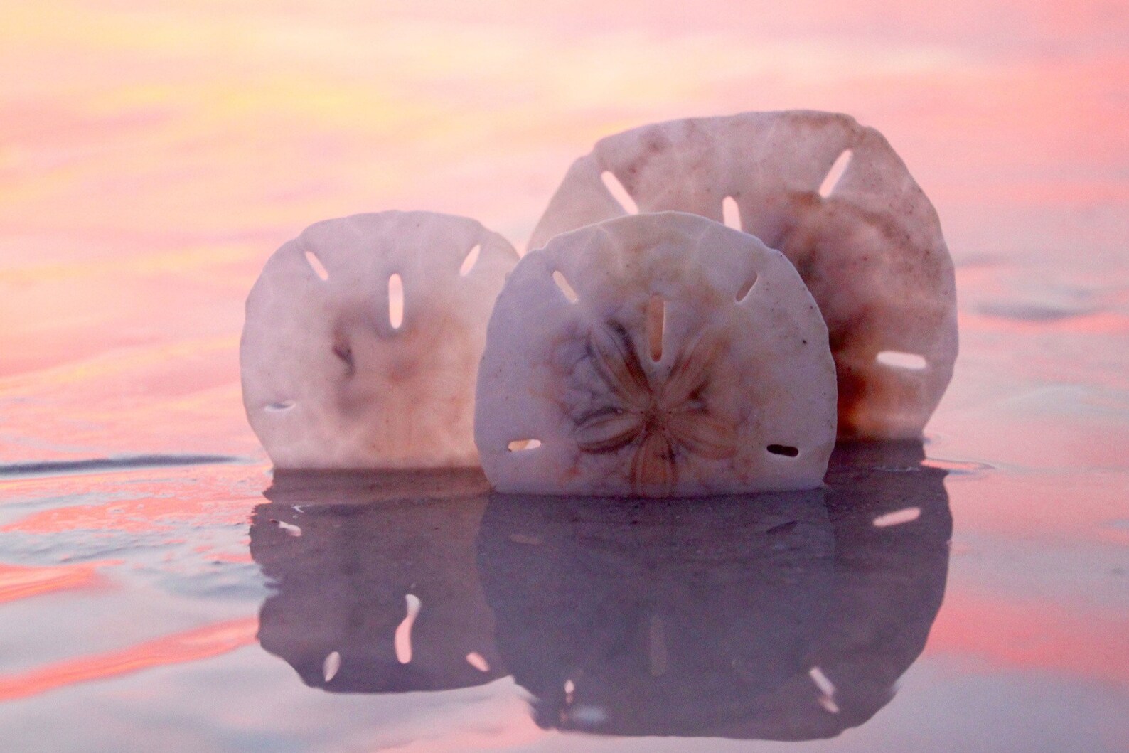 Sand Dollar Photography / Sand Dollar Water Photo / Sand Etsy
