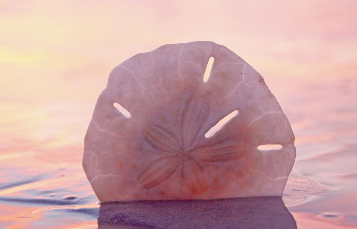 Sand Dollar Photography / Sand Dollar Water Photo / Sand Etsy