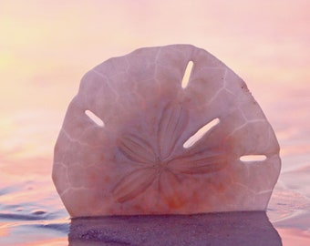 Sand Dollar Photography / Sand Dollar Water Photo / Sand Dollar Photo Series / Beach Photography