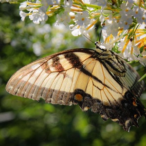 Butterfly photograph / Nature photography / Flower photography / Yellow Swallowtail Photo / Butterfly Bush Art