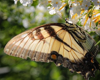 Butterfly photograph / Nature photography / Flower photography / Yellow Swallowtail Photo / Butterfly Bush Art