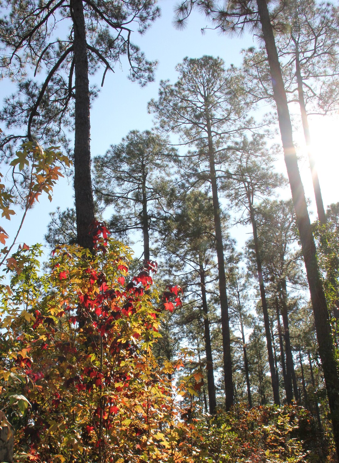 Sunlight Through Evergreens Etsy