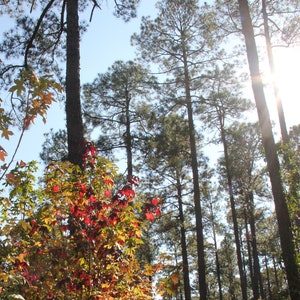 Sunlight through Evergreens