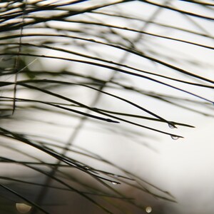 Pine Branch 3