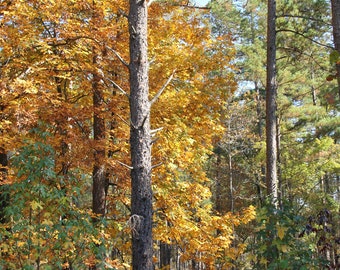 Colores del árbol en otoño 3