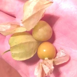 Puede incluir: Tres frutas amarillas y naranjas con cáscaras de papel, también conocidas como uchuvas, se sostienen en una mano.