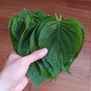 Korean Sesame Leave (aka Shisho, or perilla), 500 seeds. Grown in USA. FREE SHIP.