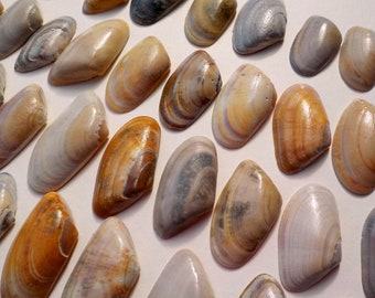 30 coquillages genuine Shells Coquina Bean Clams Donax Shells Nature cruelty free Shells
