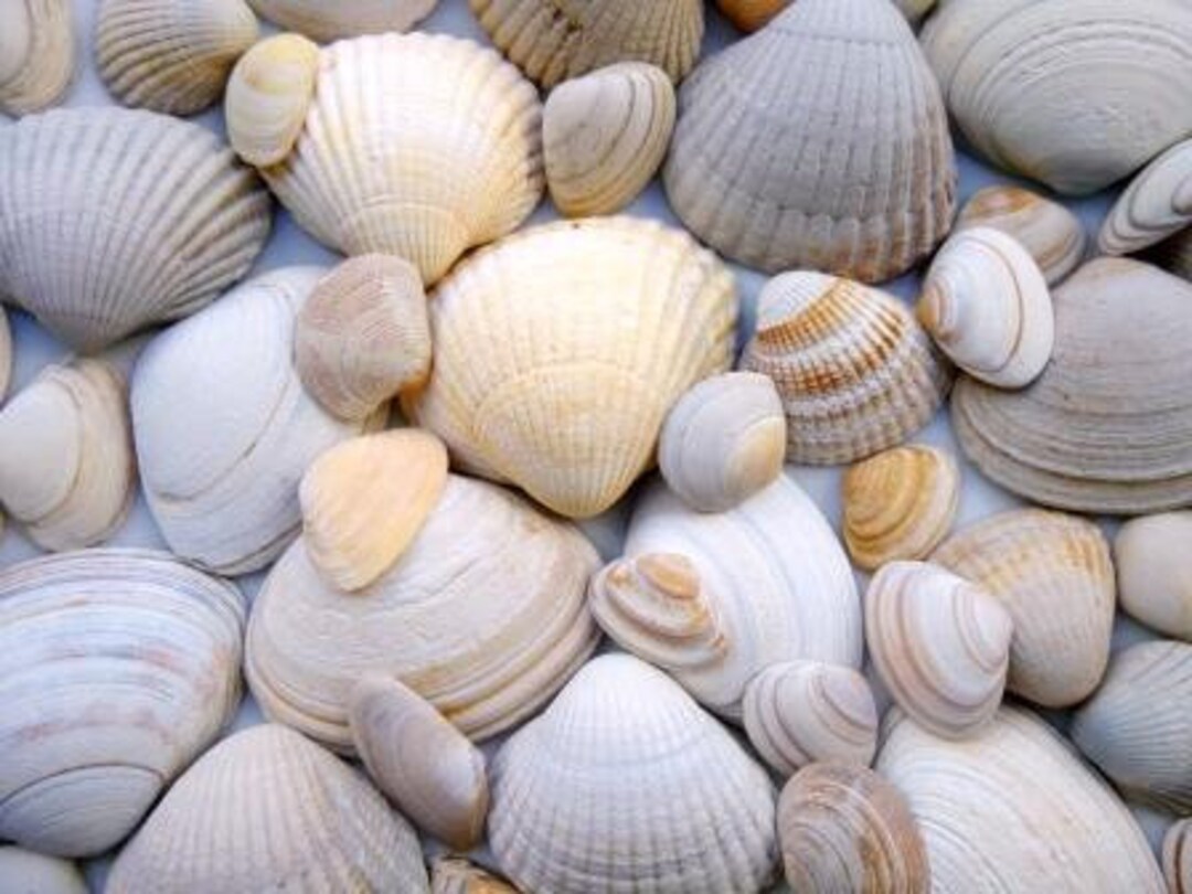 100 G Shell Mix White Beige Decoration Maritime Boho Craft Material ...