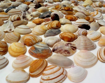 100 petites coquilles de moules fines Coquilles nature sans cruauté envers les animaux