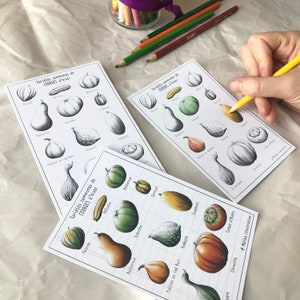 Puede incluir: Se muestran tres tarjetas ilustradas con varias variedades de calabaza de invierno, incluyendo Butternut y Hubbard. Una mano está coloreando una calabaza con un lápiz amarillo. Lápices de colores y un tarro están en el fondo. El texto "Variétés communes de COURGES d'hiver" es visible.