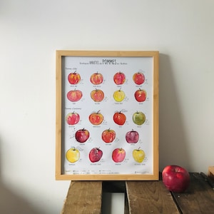 May include: A framed print displaying watercolour illustrations of different apple varieties, labelled in French. The apples are in shades of red, yellow, and green, within a wooden frame. The text reads "Quelques Variétés de Pommes du Québec."