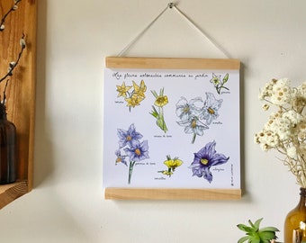 Flores de Solanaceae - Cartel de cartón