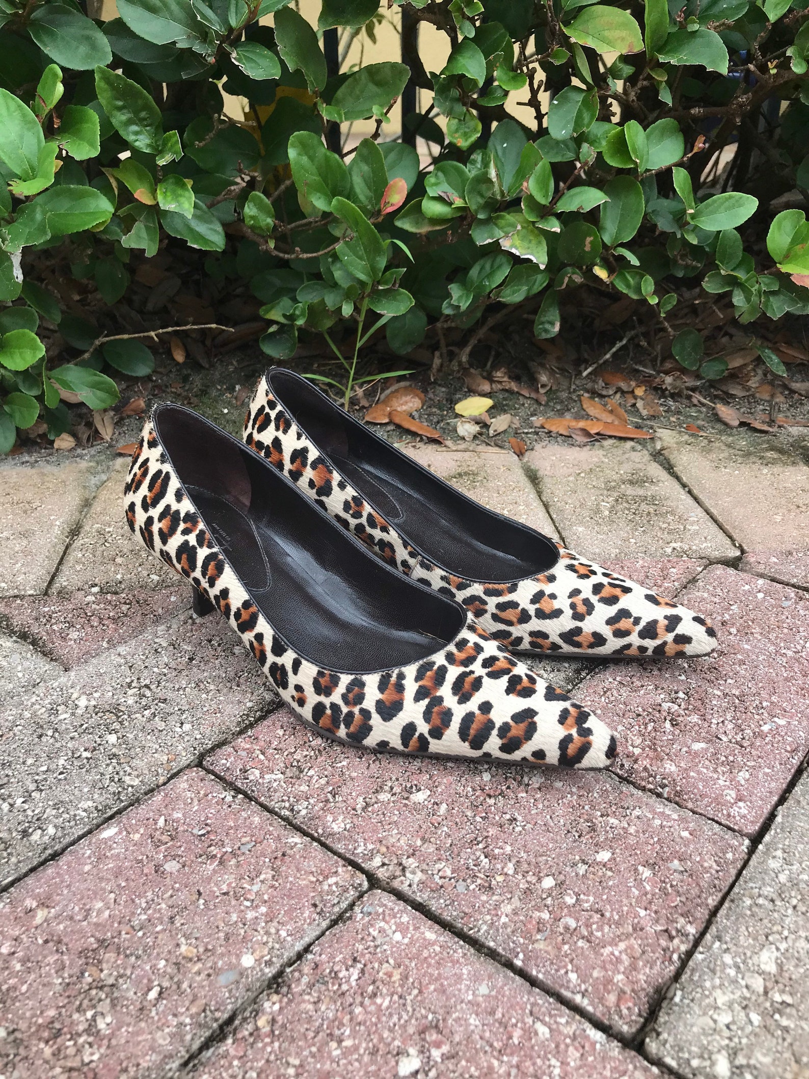 Ann Taylor Leopard Print Kitten Heel Pumps Size 6 1/2. | Etsy