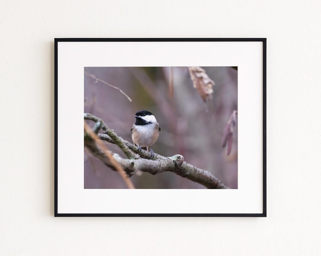 Black-capped Chickadee | Wildlife Photography Print | 8x10 Photo, 11x14 ...