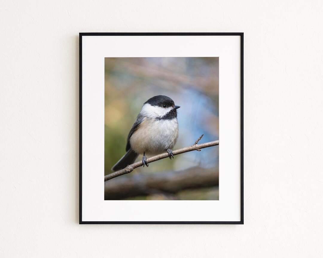 Intimate Chickadee Portrait | Wildlife Photography Print | 8x10 Photo ...