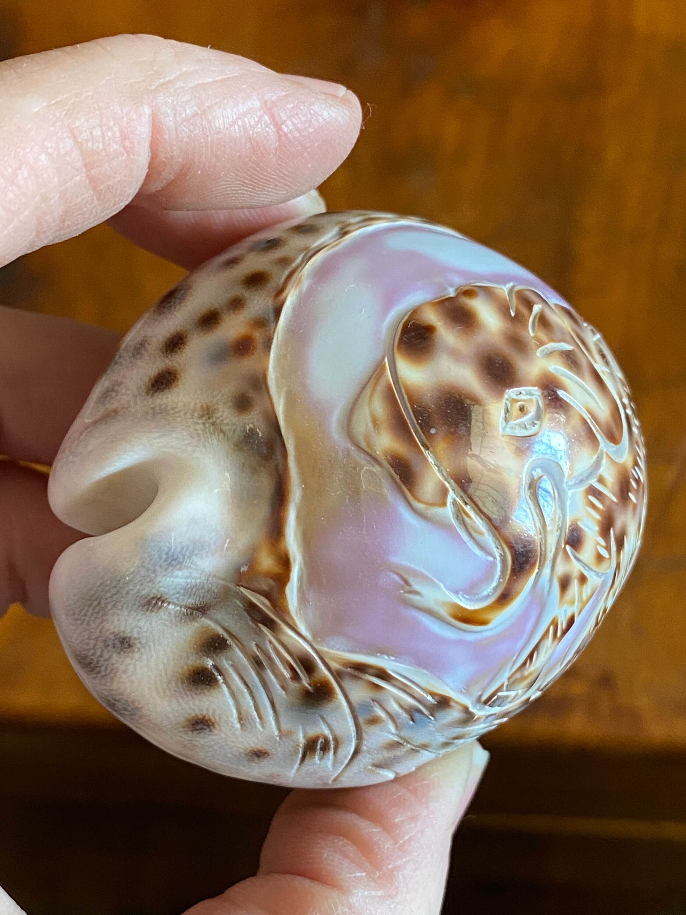 Hand Carved Tiger Cowrie Shell Conch Shell Elephant Carving | Etsy