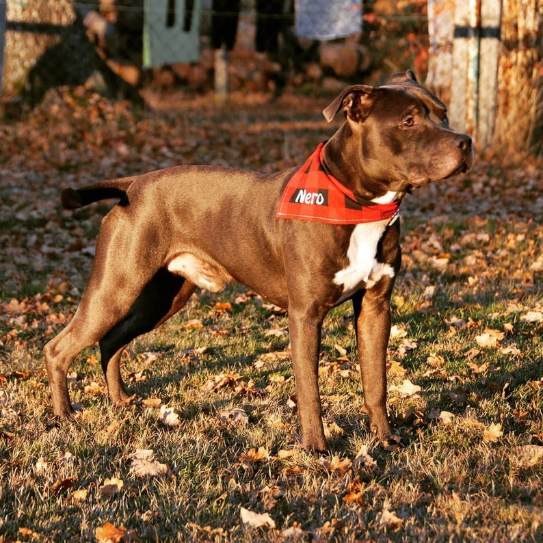 Halstuch Hund bestickt mit Namen Personalisiert Wunschnamen Etsy