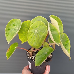 Begonia peltata / Begonia kellermanii