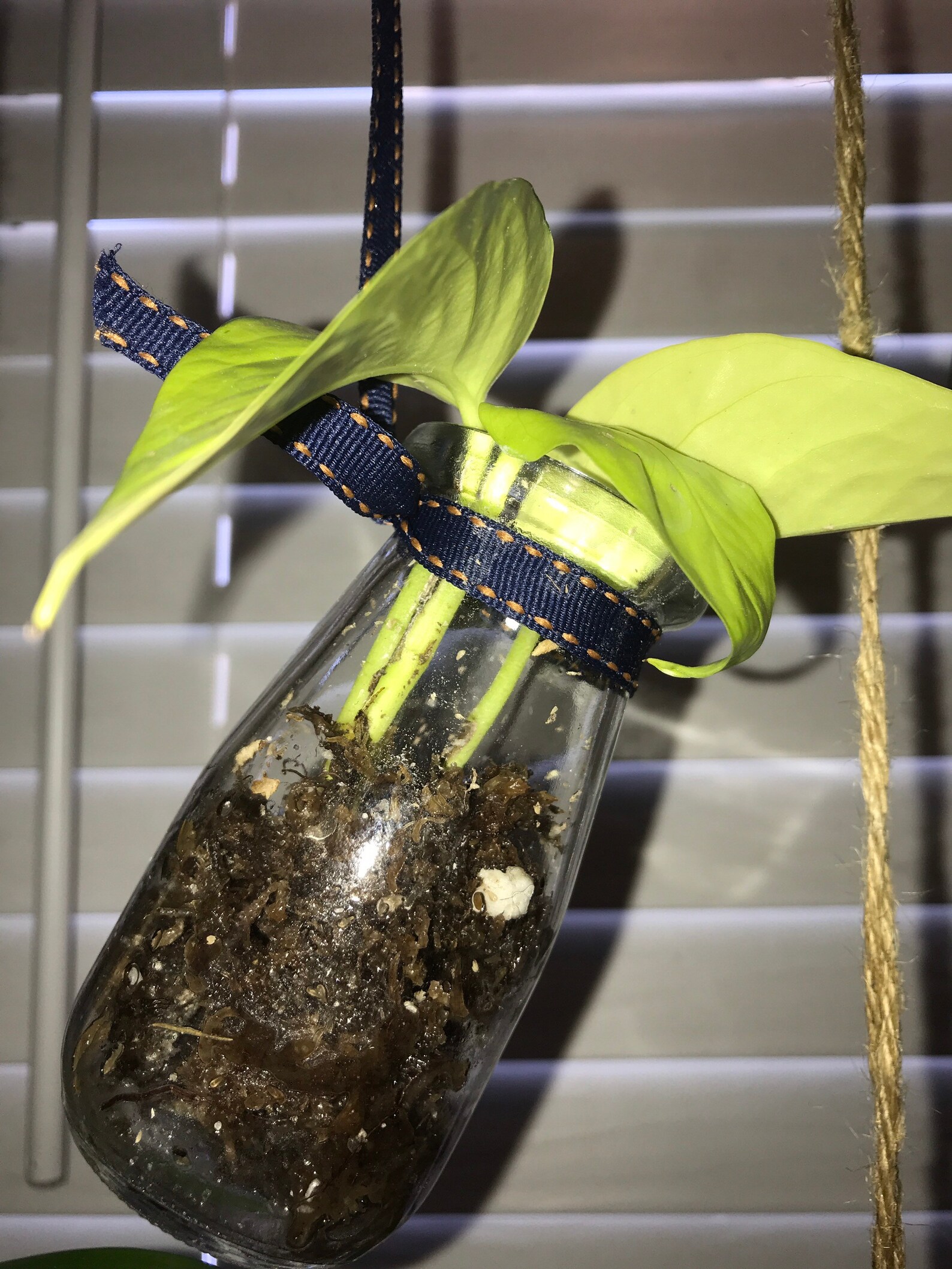 Plant Propagation Jars Etsy