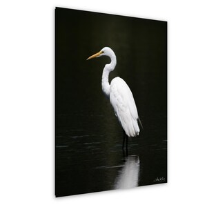 Great Egret Portrait Celery Farm New Jersey White Bird Wildlife Photography Nature Wall Art