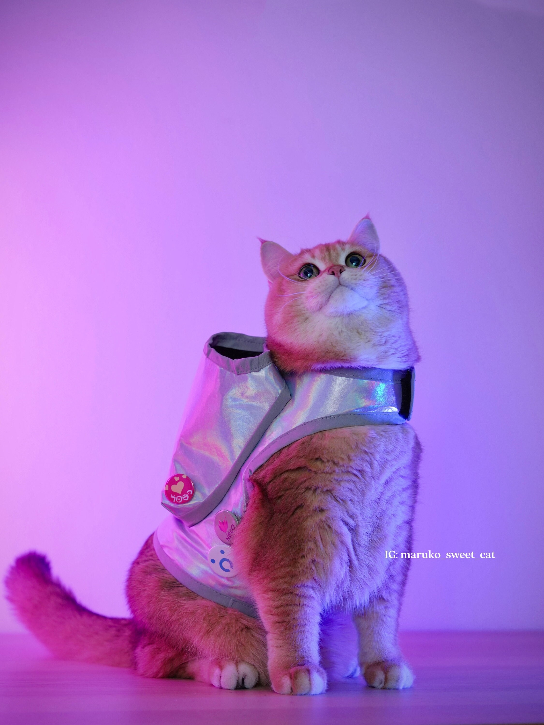 Stray the Game Custom Made Cat Vest Costume & Buttons / Badges Etsy