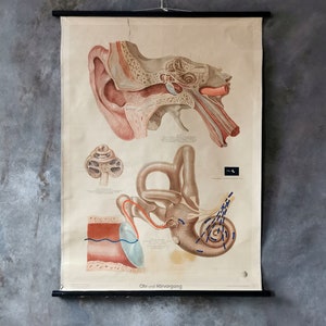 Tarjeta de escuela / enseñanza vintage "Ohr / Nr. 7" por Dr. te Neues & Co. GmbH, 1950s/60s