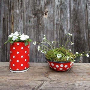 Könnte beinhalten: Zwei rote Blumentöpfe mit weißen Punkten und weißen Blumen. Einer ist ein hoher Zylinder, der andere eine flache Schale. Beide sind mit Grün und weißen Blumen gefüllt. Die Pflanzgefäße stehen auf einer Holzoberfläche.