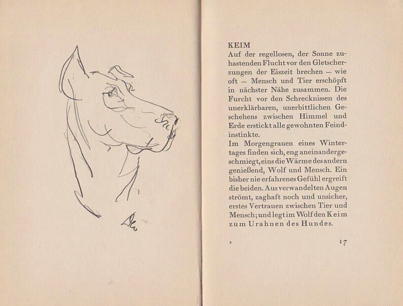 May include: A black and white line drawing of a dog's head, looking to the right. The drawing is on a page from a book with text about the origins of the dog. The text reads "KEIM" and "Auf der regellosen, der Sonne zu-hastenden Flucht vor den Gletscher-zungen der Eiszeit brechen - wie oft - Mensch und Tier ersch&ouml;pft in n&auml;chster N&auml;he zusammen. Die Furcht vor den Schrecknissen des unerkl&auml;rbaren, unerbittlichen Geschehens zwischen Himmel und Erde erstickt alle gewohnten Feind-instinkte."