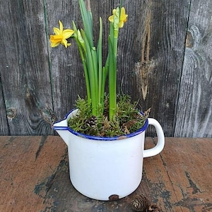 Könnte beinhalten: Eine weiße Emaillekanne mit blauem Rand und Griff, gefüllt mit grünem Moos, kleinen Tannenzapfen und leuchtend gelben Narzissen. Die Kanne steht auf einer Holzoberfläche vor einem verwitterten Holzgrund, was eine rustikale Ästhetik erzeugt.