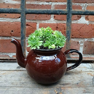 Könnte beinhalten: Eine braune Keramik-Teekanne, die als Pflanzgefäß umfunktioniert wurde und mit grünen Sukkulenten gefüllt ist. Die Teekanne hat einen schwarzen Griff und Ausguss, vor einer Backsteinmauer und einer rustikalen Holzoberfläche.