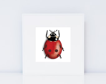Lady Bug Print - Square Print -  Insect Art Prints - Pretty Nature - Ladybird
