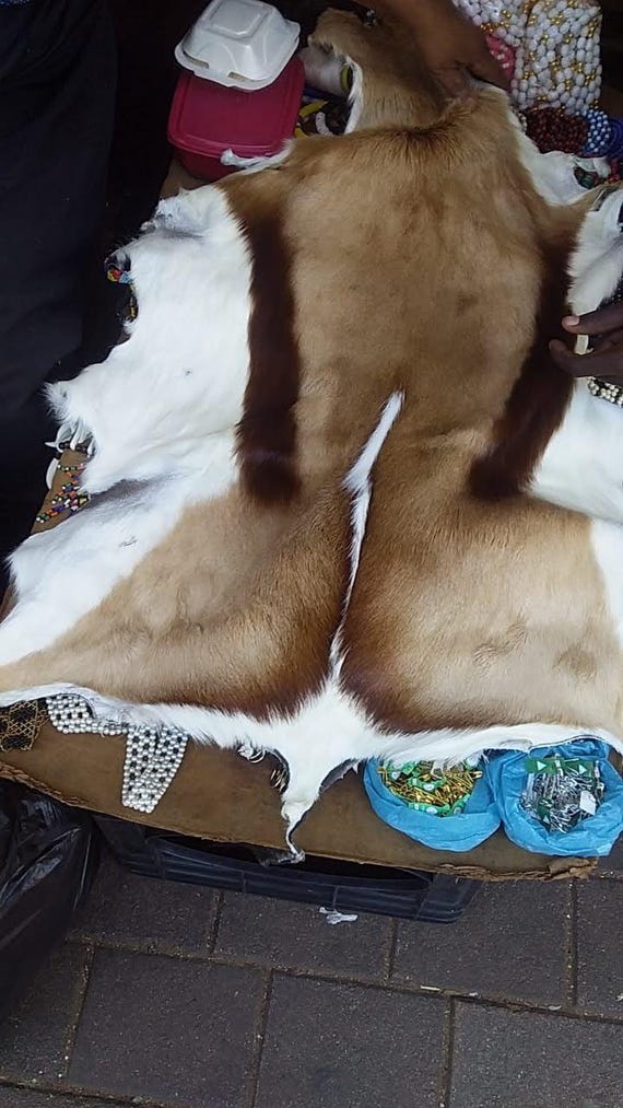 本物のガゼル・スプリングボックの毛皮ラグ – プレミアムナチュラル