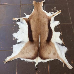 Könnte beinhalten: Ein brauner und weißer Tierfellteppich mit dunkelbraunen Streifen. Der Teppich liegt flach auf einem Fliesenboden.