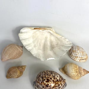 Vintage Shells x 6 - Shell Collection - Tiger Cowrie - Clam - Conch - Marine specimens - Prop - Display - Decor - Nature