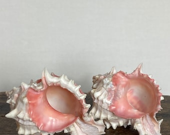 2 Pretty Vintage Shells - Spiky Murex Shell Specimens - Marine specimen - Prop - Display - Decor - Rare - Collectable - 1980s Florida