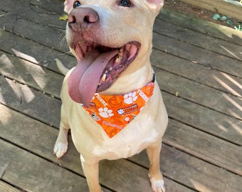 College Dog & Cat Scarves #1